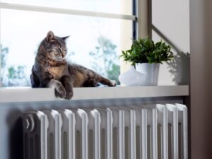 Cat Enjoying Heat From Radiator